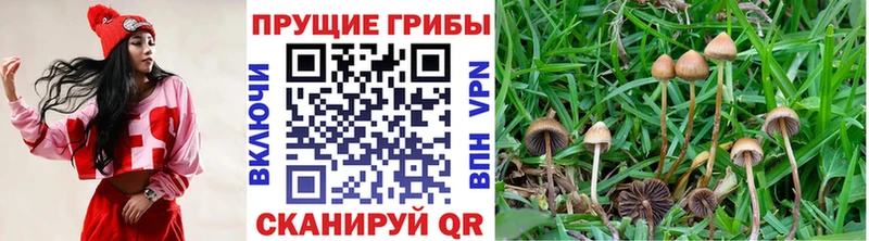 Галлюциногенные грибы Psilocybe  Моздок 